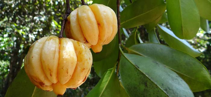 Garcinia Cambogia