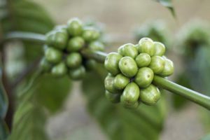 grüne Kaffeebohnen